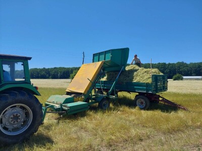 Berba eko kamilice u Pitomači