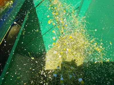 Berba eko kamilice u Pitomači