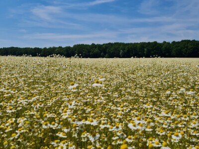 Berba eko kamilice u Pitomači