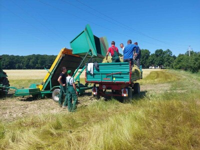 Berba eko kamilice u Pitomači