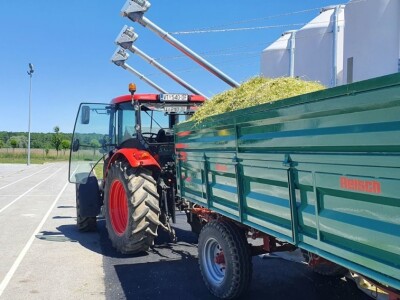 Berba eko kamilice u Pitomači