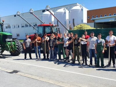 Berba eko kamilice u Pitomači