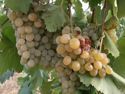 Berba grožđa i uticaj suše na kvantitet i kvalitet Berba grožđa i uticaj suše na kvantitet i kvalitet