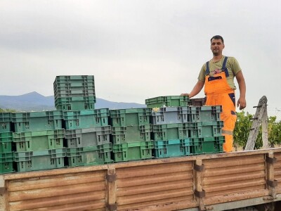 Berba grožđa i uticaj suše na kvantitet i kvalitet Berba grožđa i uticaj suše na kvantitet i kvalitet