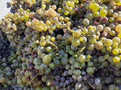 Berba grožđa na Plešivici