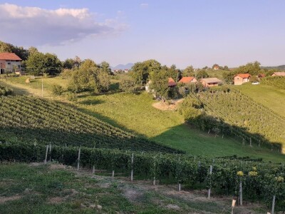 Berba grožđa na Plešivici