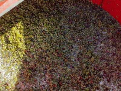 Berba grožđa na Plešivici