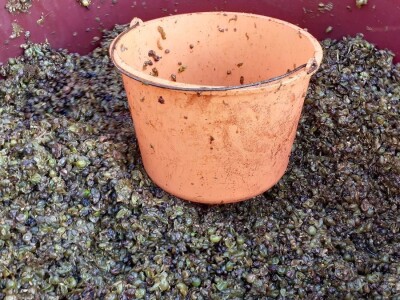 Berba grožđa na Plešivici