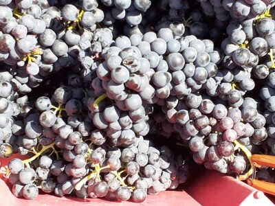 Berba grožđa na Plešivici