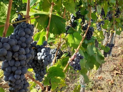 Berba grožđa na Plešivici