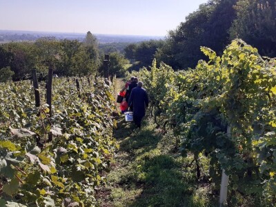 Berba grožđa na Plešivici