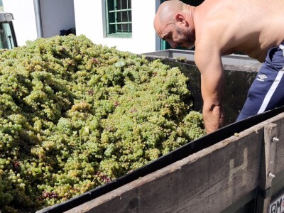 Berba grožđa, Suza, Podrumi Kolar