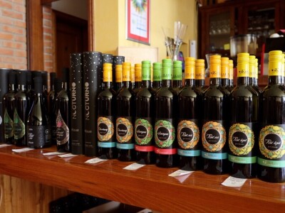 Berba grožđa, Suza, Podrumi Kolar