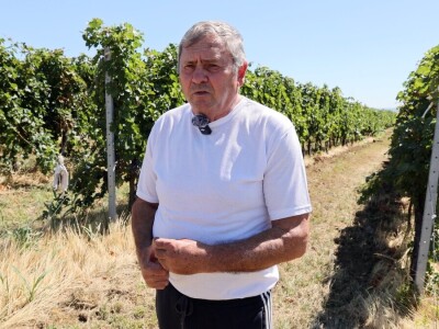 Berba grožđa, Suza, Podrumi Kolar