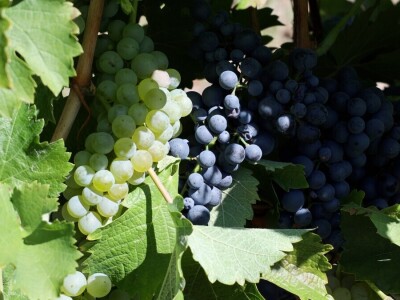 Berba grožđa, Suza, Podrumi Kolar