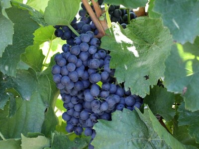 Berba grožđa, Suza, Podrumi Kolar