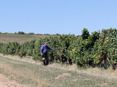 Berba grožđa, Suza, Podrumi Kolar