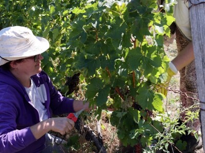 Berba grožđa, Suza, Podrumi Kolar