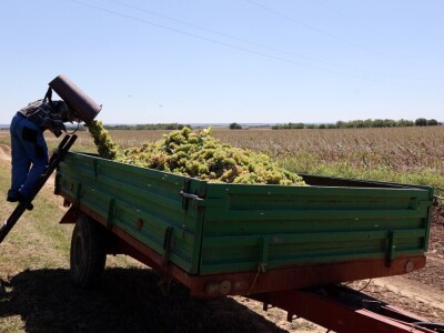 Berba grožđa, Suza, Podrumi Kolar