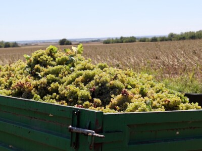 Berba grožđa, Suza, Podrumi Kolar