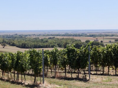 Berba grožđa, Suza, Podrumi Kolar