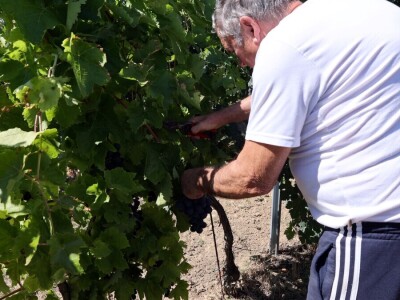 Berba grožđa, Suza, Podrumi Kolar