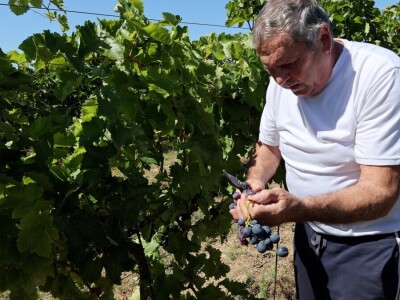 Berba grožđa, Suza, Podrumi Kolar