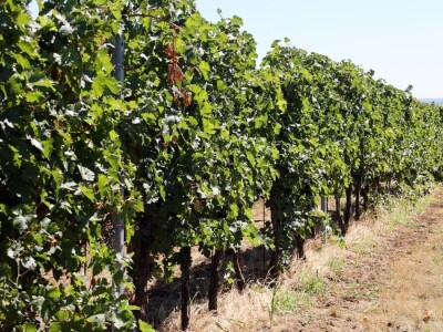 Berba grožđa, Suza, Podrumi Kolar