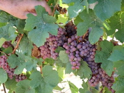 Berba grožđa, Suza, Podrumi Kolar