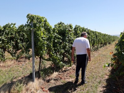 Berba grožđa, Suza, Podrumi Kolar