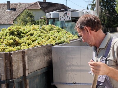 Berba grožđa, Suza, Podrumi Kolar