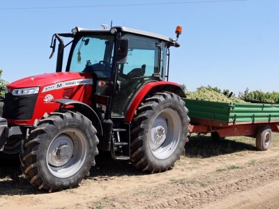 Berba grožđa, Suza, Podrumi Kolar