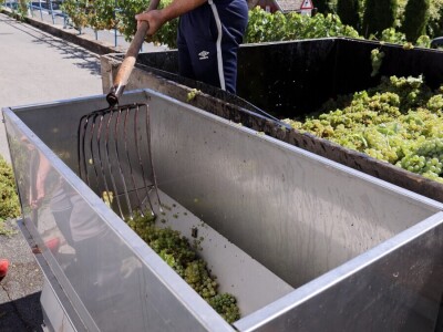 Berba grožđa, Suza, Podrumi Kolar