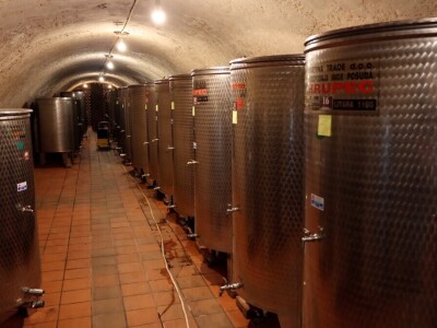 Berba grožđa, Suza, Podrumi Kolar