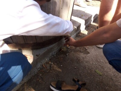 Berba grožđa u Aracu