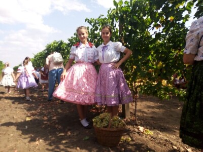 Berba grožđa u Aracu