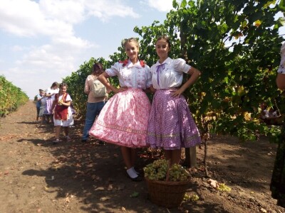 Berba grožđa u Aracu