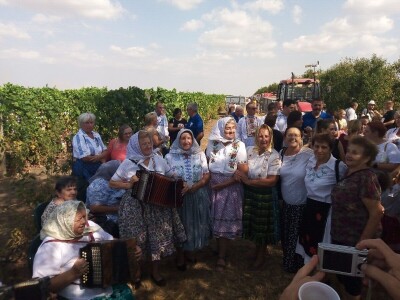 Berba grožđa u Aracu