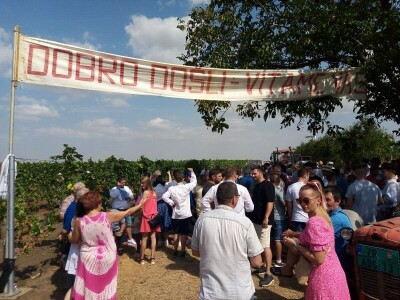 Berba grožđa u Aracu