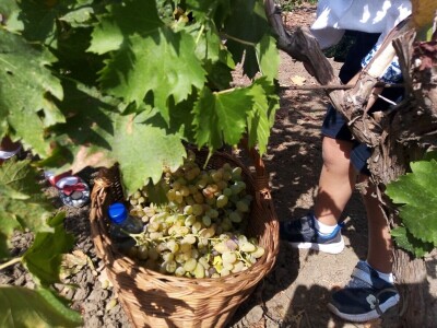 Berba grožđa u Aracu