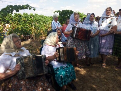 Berba grožđa u Aracu