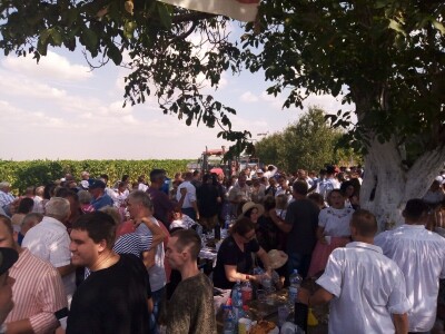 Berba grožđa u Aracu