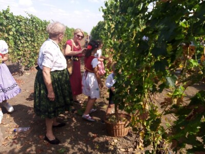 Berba grožđa u Aracu