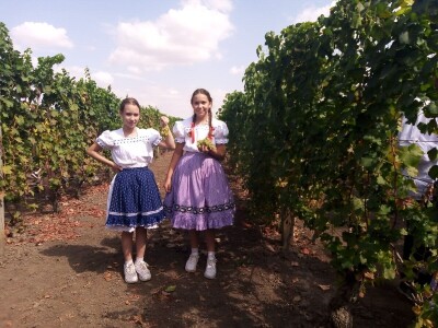 Berba grožđa u Aracu