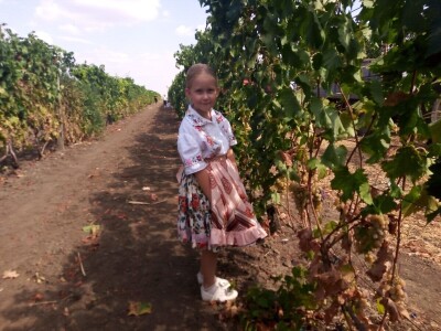 Berba grožđa u Aracu