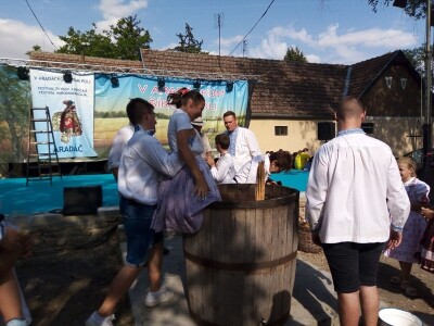 Berba grožđa u Aracu