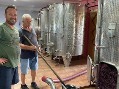 Berba grožđa u Dalmaciji