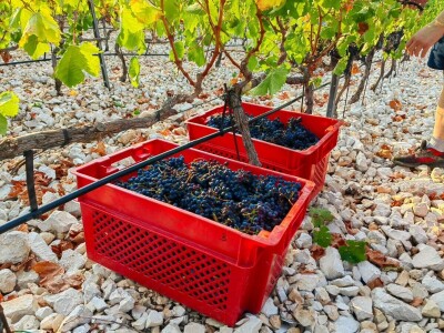 Berba grožđa u Dalmaciji
