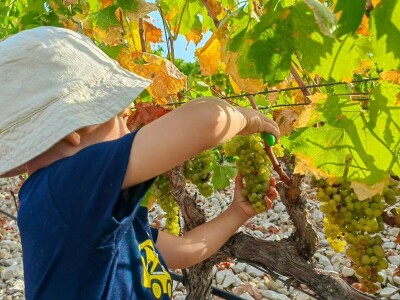 Berba grožđa u Dalmaciji