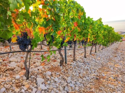 Berba grožđa u Dalmaciji